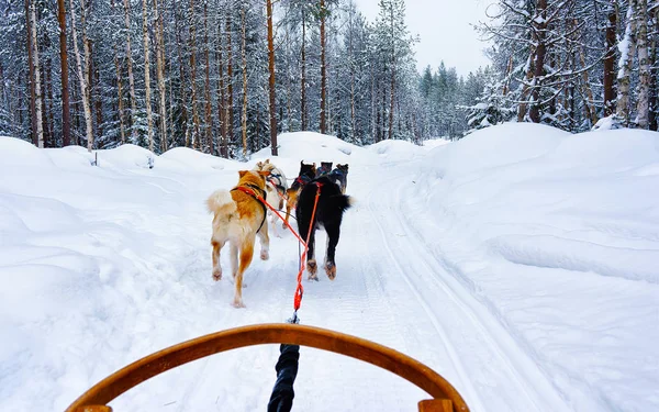 Husky szánkó Lappföldön Finnországban reflex — Stock Fotó