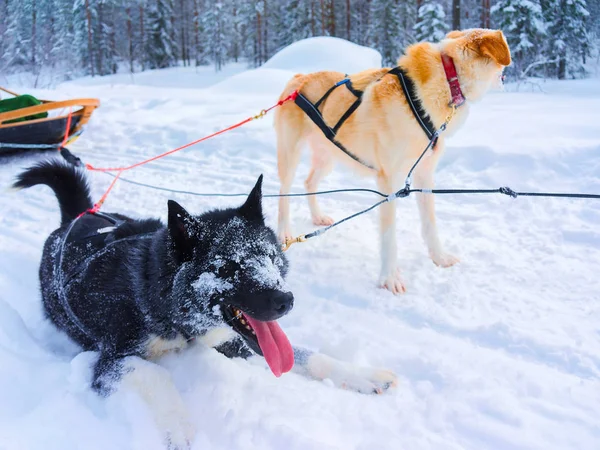 Husky cani in slittino riposo nella foresta invernale Rovaniemi reflex — Foto Stock