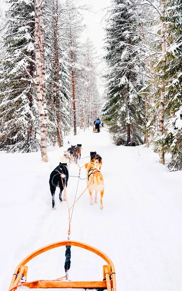 Cães Husky trenó na Finlândia no reflexo de inverno da Lapônia — Fotografia de Stock