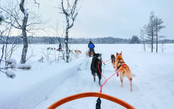 Husky dogs on sledding at Rovaniemi forest reflex