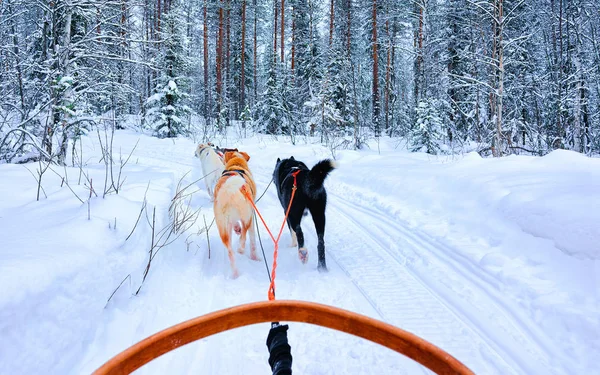 Husky honden in sleeën in Rovaniemi bos reflex — Stockfoto