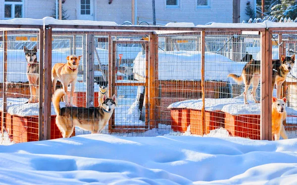 Husky hundar i inhägnad i Rovaniemi reflex — Stockfoto