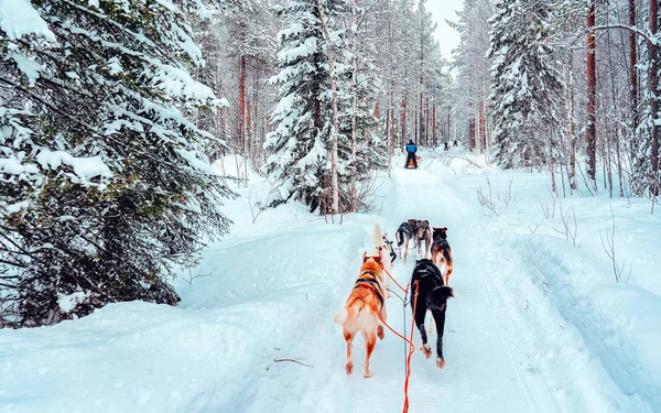 Husky έλκηθρο σκυλιών στη Φινλανδία στη Λαπωνία αντανακλαστικό χειμώνα — Φωτογραφία Αρχείου