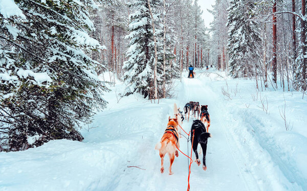 Husky dog sled at Finland in Lapland winter reflex
