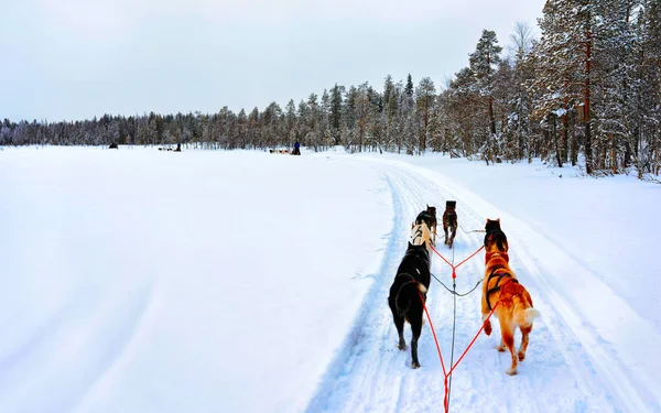 Gente en Husky Dogs trineo en Rovaniemi en Finlandia Laponia reflejo — Foto de Stock