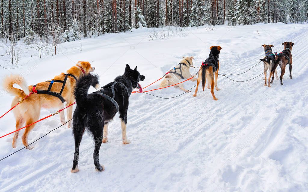Husky dogs in sledding in winter forest in Rovaniemi reflex