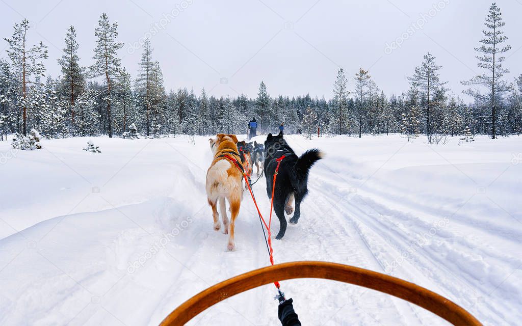 Husky dogs sledge in frozen winter forest Lapland Northern Finland reflex
