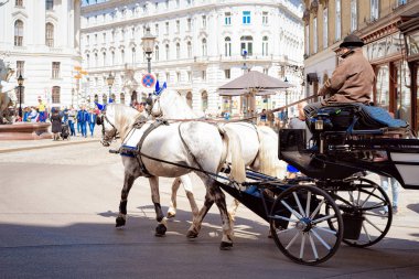 Viyana 'da Graben Caddesi' nde şoförlü beyaz at arabası.