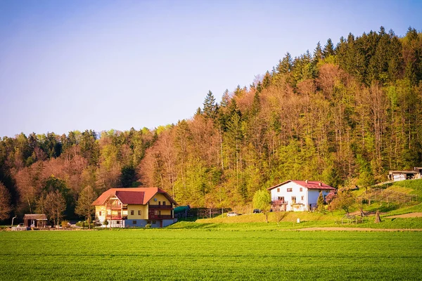 斯洛文尼亚Zgornja Kungota附近绿山的房屋 — 图库照片