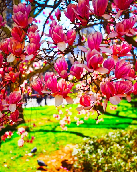 Magnolia Ağacı Çiçekleri Belediye Binası Park refleksinde — Stok fotoğraf