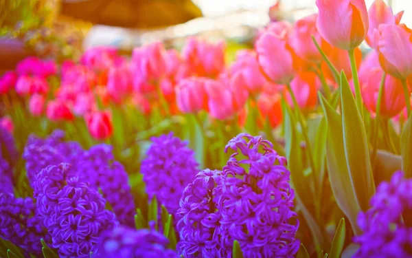 Tulipanes y jacintos en el fondo de la naturaleza NY reflex — Foto de Stock