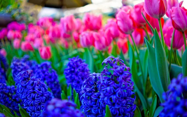 Tulipanes y jacintos en la naturaleza reflejo de fondo — Foto de Stock