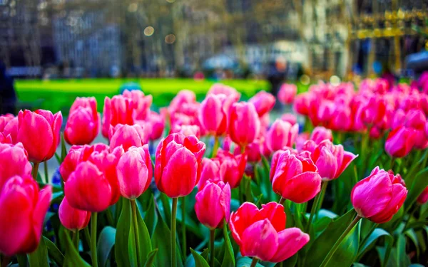Vibrantes tulipanes rosados en flor con reflejo — Foto de Stock