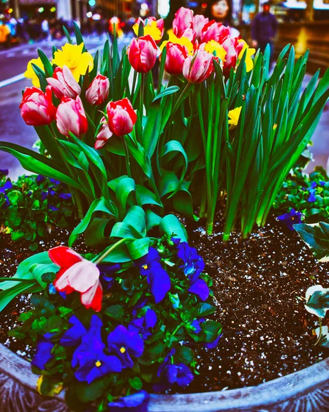 Cama de flores en las calles de la ciudad de Nueva York USA reflejo de primavera — Foto de Stock