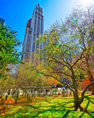 Manhattan 'ın aşağısındaki belediye parkında ağaçlar