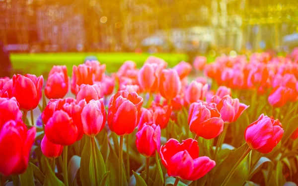 Żywe różowe tulipany w rozkwicie Ny refleks — Zdjęcie stockowe