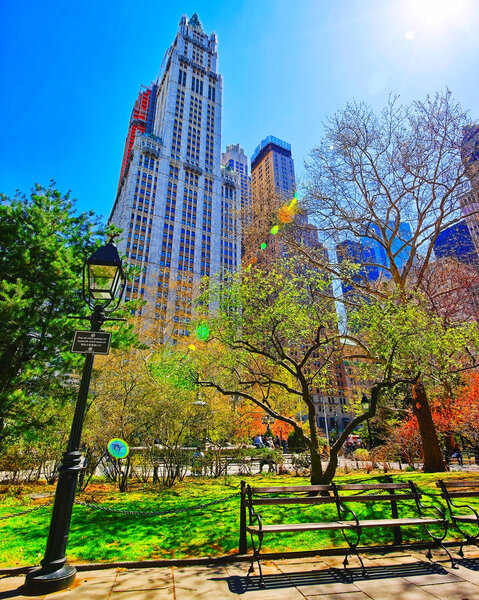 Magnolia Trees in Blossom at City Hall Park in Lower Manhattan, New York, USA. View with Skyline of Skyscrapers architecture in NYC. Nature background. Urban cityscape. NY, US