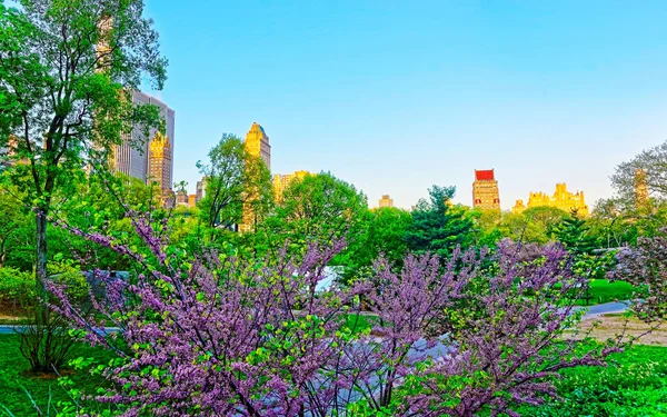 Träd i blom och Manhattan skyline i Central Park reflex — Stockfoto