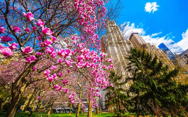 Magnolia blommar i stadshuset Park på nedre Manhattan Nyc reflex — Stockfoto