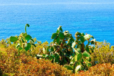 Sardunya refleksindeki Villasimius 'ta Akdeniz' de doğa ve kaktüsler