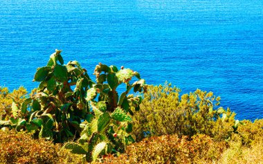 Akdeniz 'deki Kaktüs bitkisi ve Sahili Villasimius Sardinia refleksi