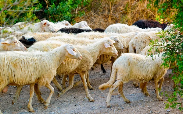 Flock of sheep running at agricultural farm village in Perdaxius reflex