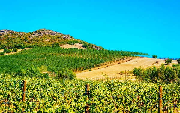 Виноградники в Perdaxious Carbonia Iglesias Sardinia reflex — стокове фото