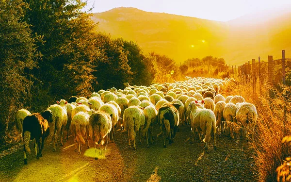 Стадо овец сельскохозяйственной деревни Perdaxious Carbonia Сардиния рефлекс — стоковое фото