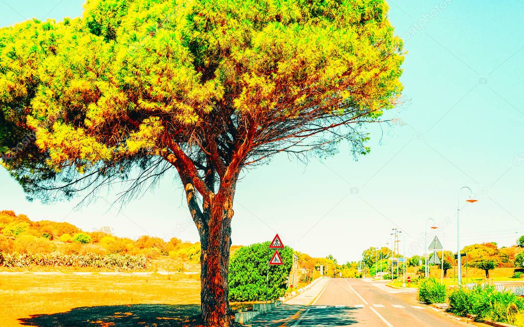 Tall tree along road at Villasimius Cagliari South Sardinia reflex