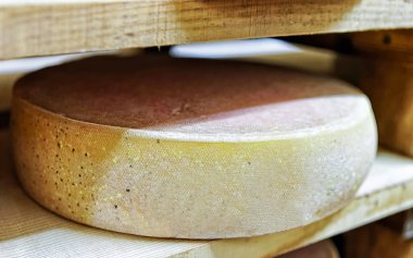 Comte peynir Franche Comte süt mahzeninde olgunlaşma yaşlanma