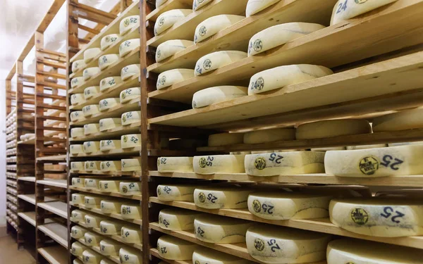 Shelves of aging Cheese at maturing cellar dairy Franche Comte