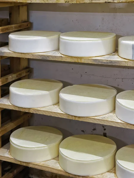 Schappen van jonge kaas op de rijping van de kelder Franche Comte — Stockfoto
