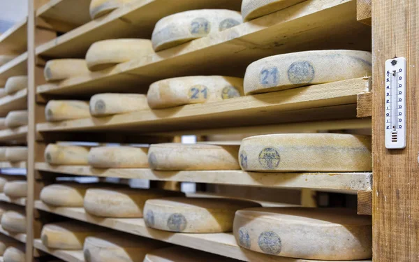 Полка для выдержки сыра в созревающем подвале, молочные продукты Franche Comte — стоковое фото