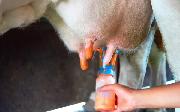 Fatmilking zupełnej przed dojeniem krów — Zdjęcie stockowe