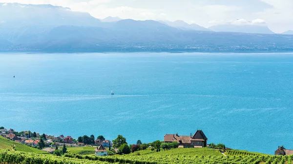 Lavaux winnicy tarasem Jeziora Genewskiego i Szwajcarskich górach w Szwajcarii — Zdjęcie stockowe