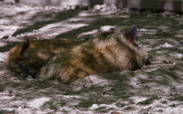 Polonya 'daki Bialowieza Ulusal Parkı' nda yaban domuzları — Stok fotoğraf