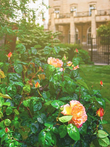Rosas no cemitério Bristol Cathedral Reino Unido — Fotografia de Stock