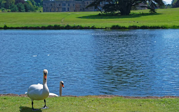 White swans in the park in Leeds Castle UK — Stock Photo, Image