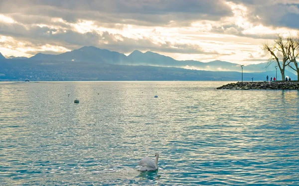 Lausanne nábřeží Ženevského jezera a labutě — Stock fotografie
