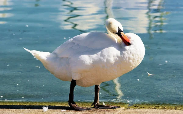 Cigno bianco sul lungomare del Lago di Ginevra a Losanna — Foto Stock