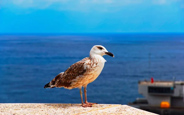 Seagull bird at Hercule Port of Monaco — Stock Photo, Image