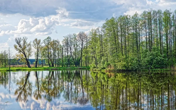 Árvores e céu refletindo em lagoa no Parque Nacional Bialowieza — Fotografia de Stock