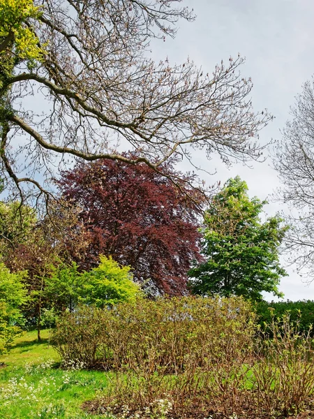 Trees blossom in park in Leeds Castle of Kent UK — Stock Photo, Image