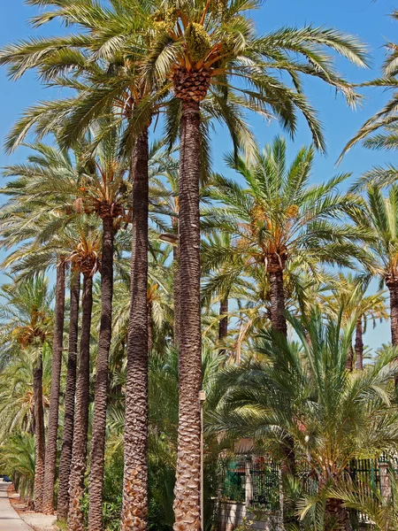 Palmeral του Έλτσε της Βαλένθια στην Ισπανία — Φωτογραφία Αρχείου