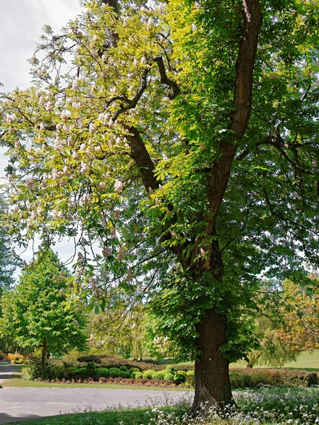 Alberi in fiore parco a Leeds Castle Kent del Regno Unito Immagine Stock