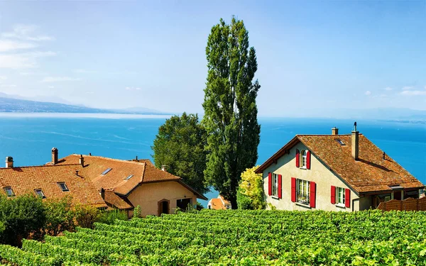 Chalet svizzeri sul vigneto Terrazze sentiero escursionistico di Lavaux Svizzera — Foto Stock