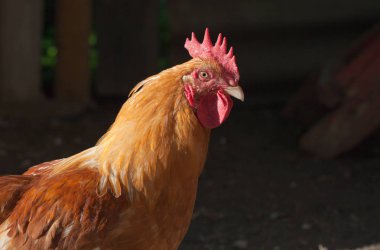 Güzel kırmızı horoz Parlak güneşin altında küçük bir çiftlikte.