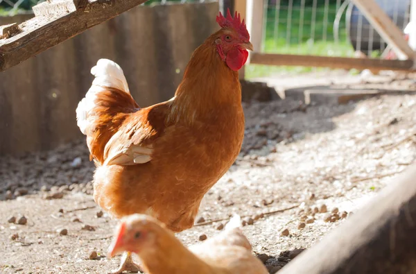 Güzel kırmızı horoz ve tavuk Parlak küçük bir çiftlikte — Stok fotoğraf