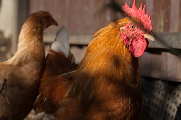 Güzel kırmızı horoz ve tavuk Parlak küçük bir çiftlikte — Stok fotoğraf