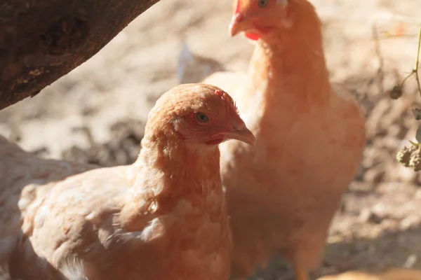 Organik küçük bir çiftlikte arka planda iki kırmızı tavuk.. — Stok fotoğraf